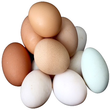 eggs